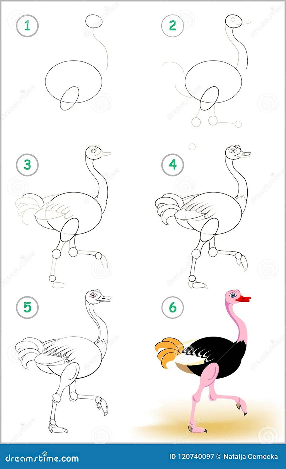 Поэтапное рисование страуса