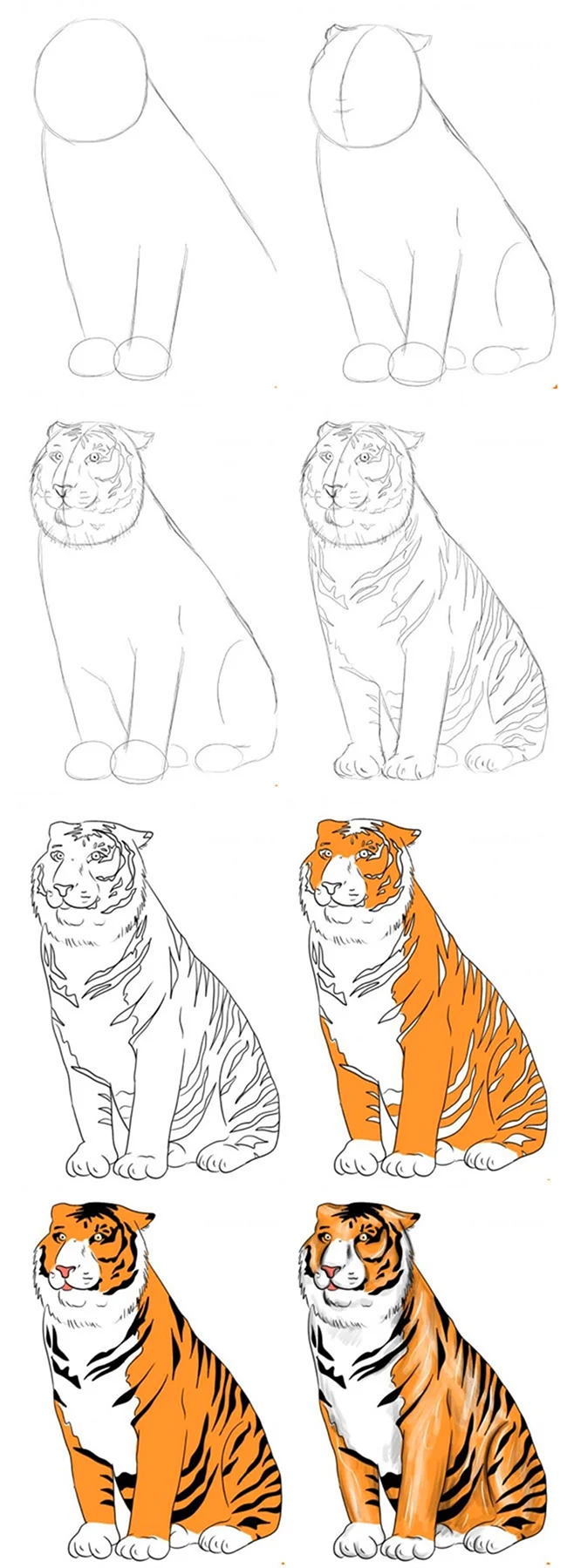 Поэтапное рисование тигра для детей