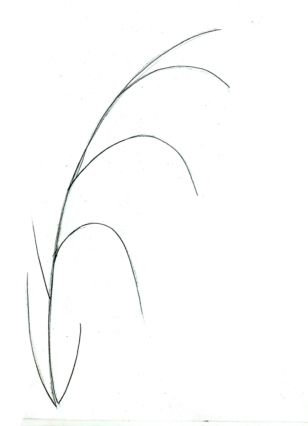 Поэтапное рисование травы