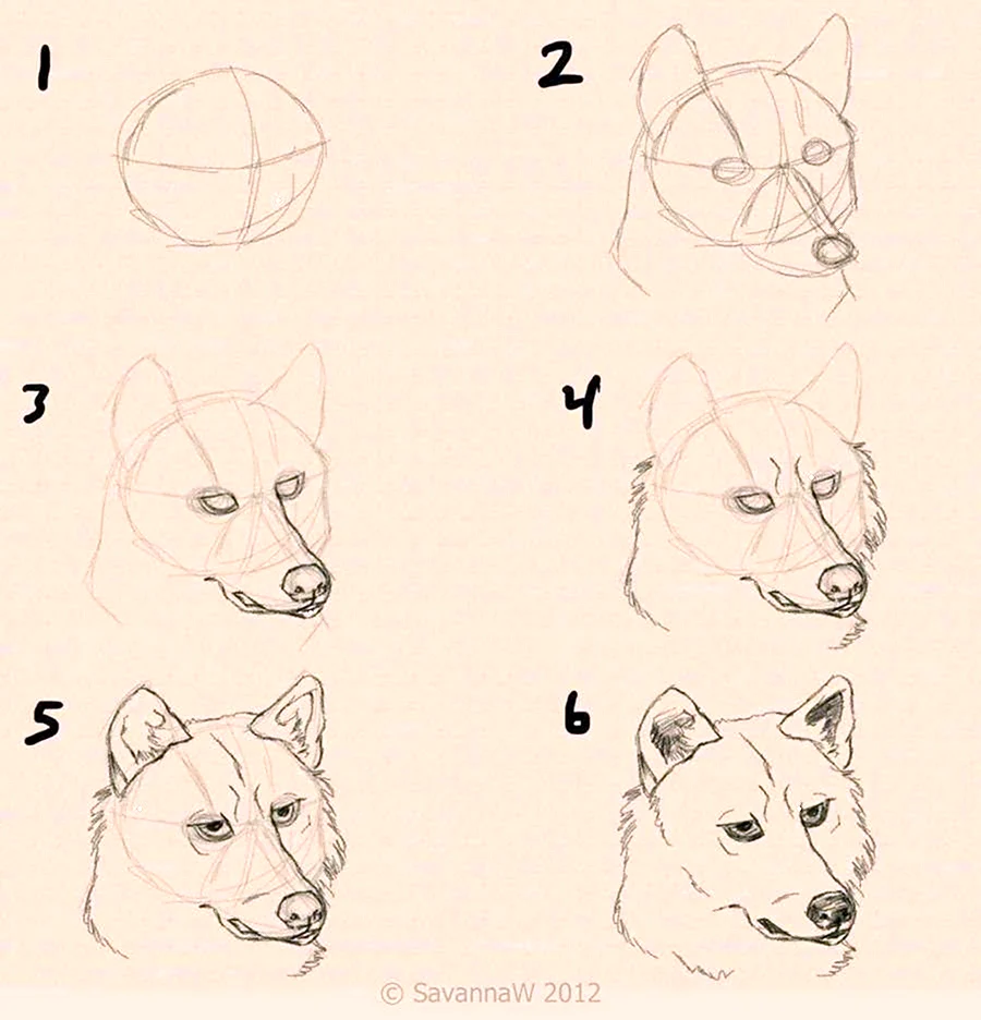 Поэтапное рисование волка