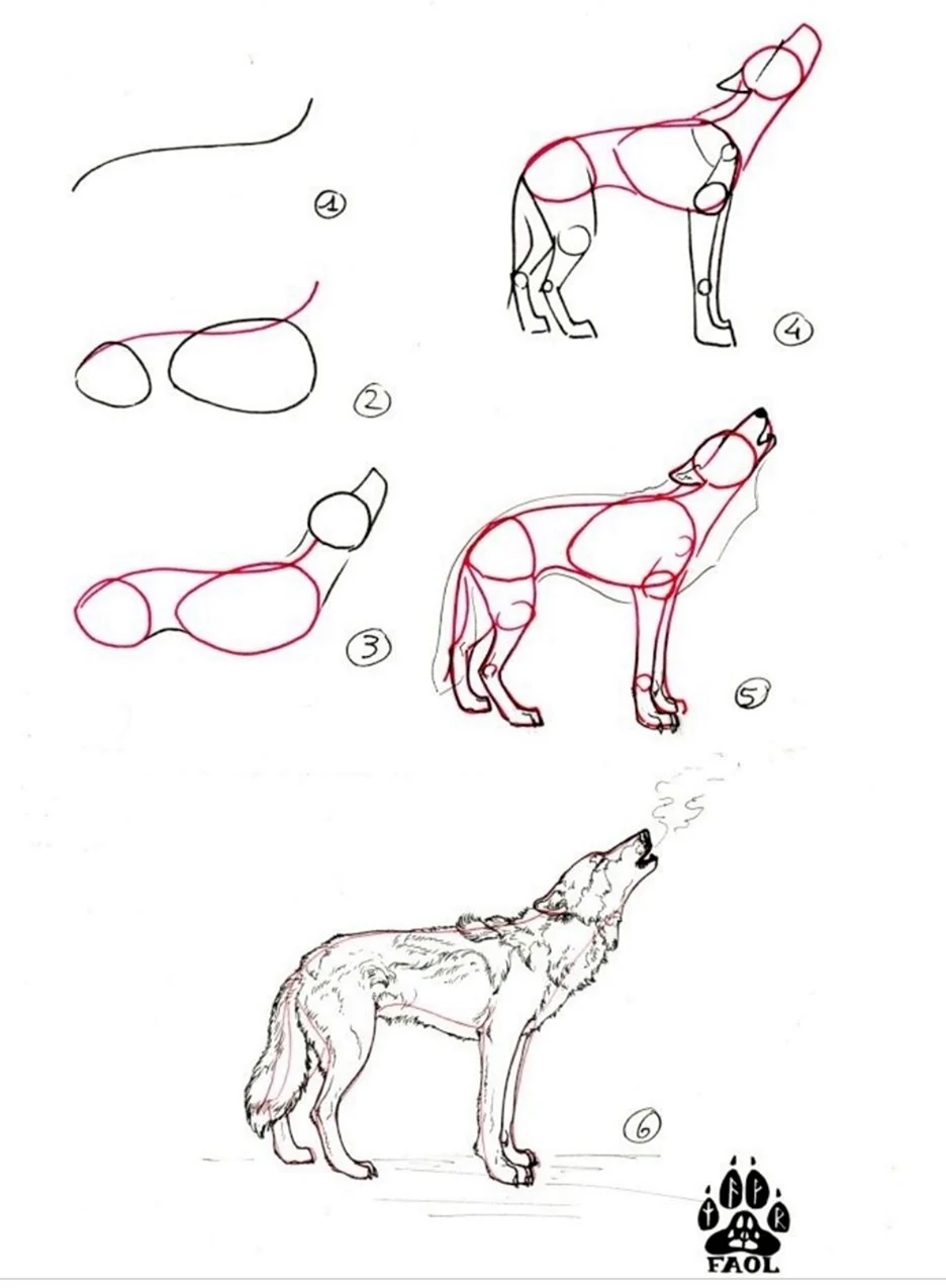 Поэтапное рисование волка