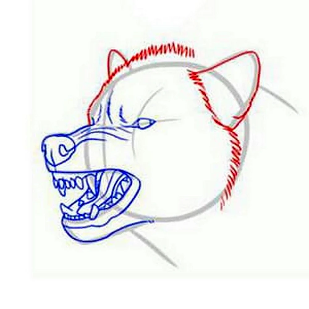 Поэтапное рисование волка с оскаленными зубами