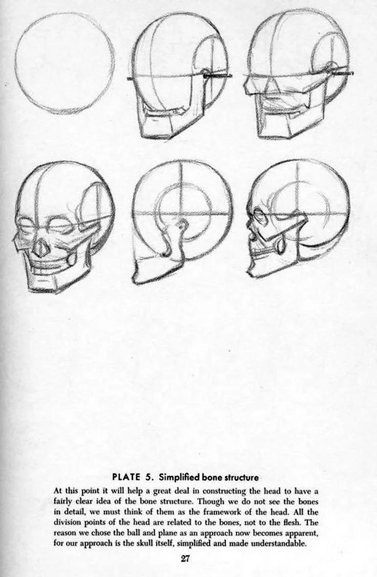 Поэтапный рисунок черепа