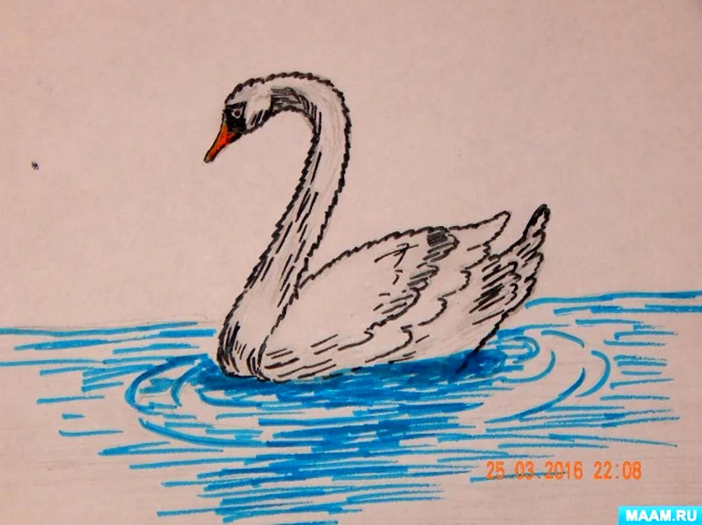 Поэтапный рисунок лебедя