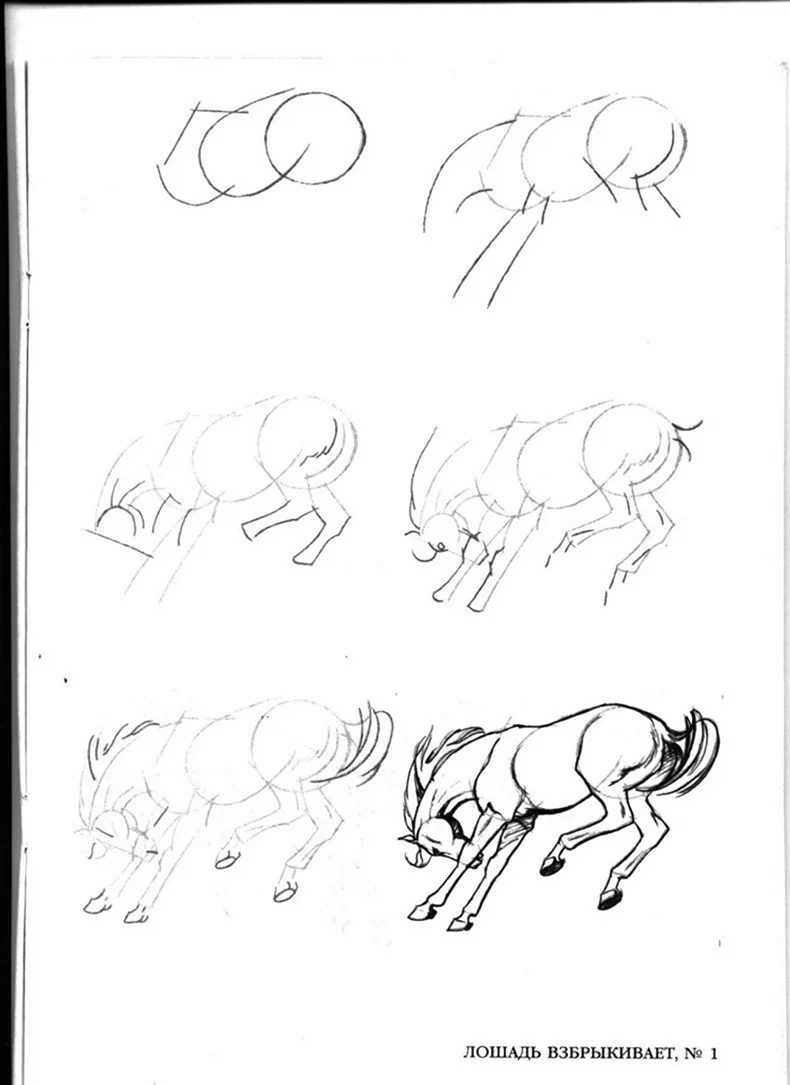 Поэтапный рисунок лошади