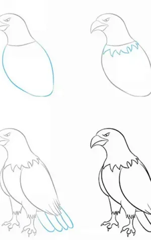 Поэтапный рисунок орла