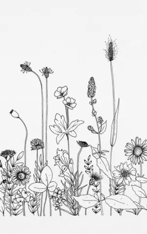Полевые цветы рисунок карандашом
