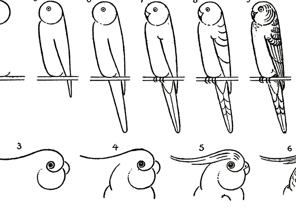 Попугай для рисования
