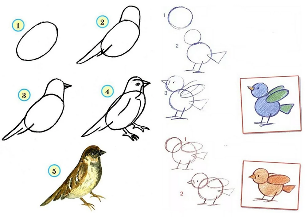Порядок рисования птицы