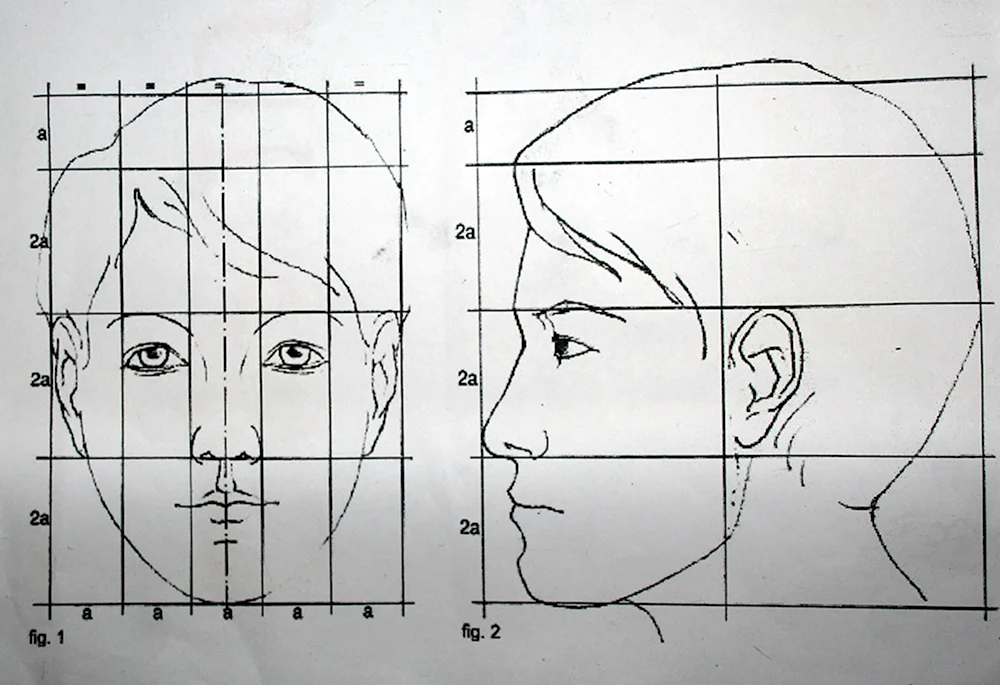Портрет конструкция головы человека. Анфас профиль