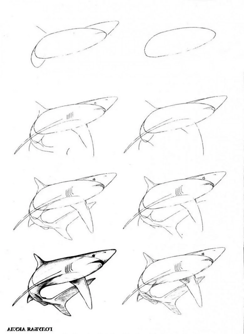 Пошагово на рисование акулы