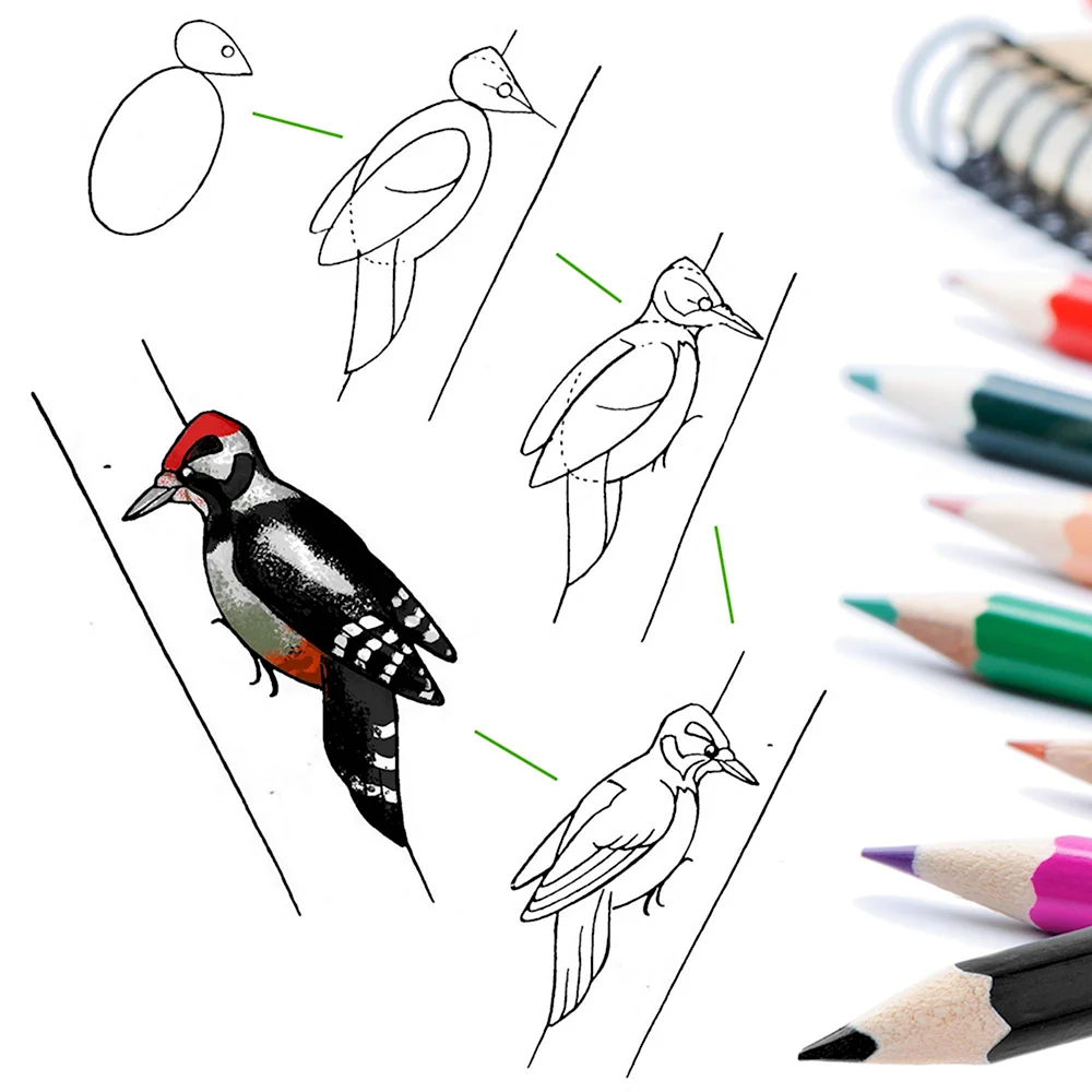 Пошаговое рисование красками птицы