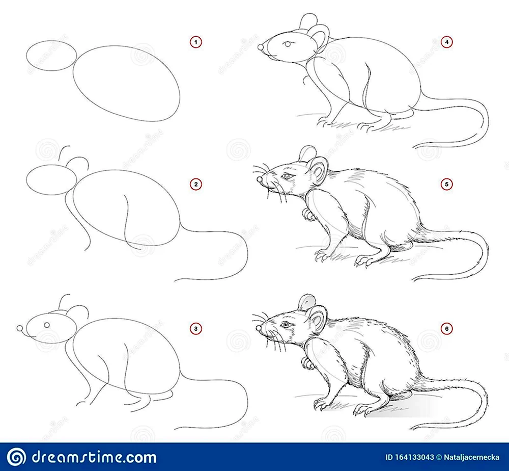 Пошаговое рисование крысы