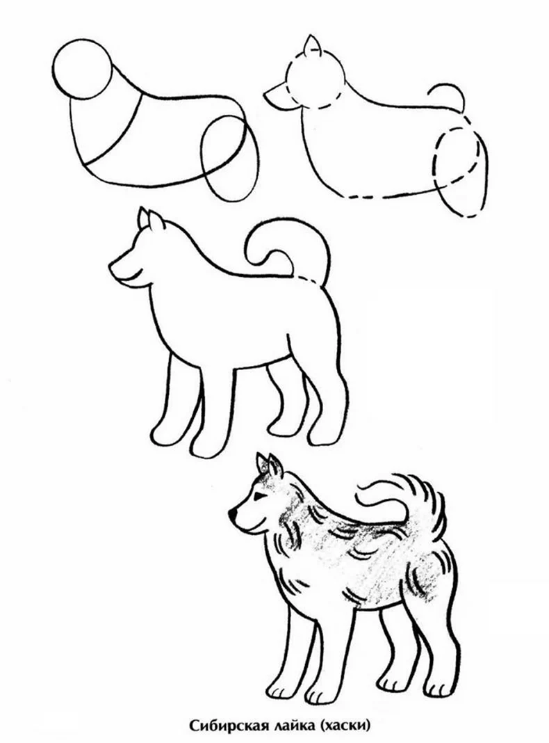 Пошаговое рисование собаки