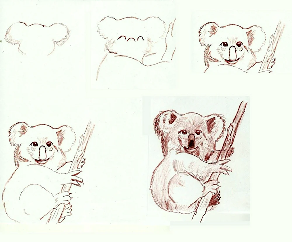 Пошаговый рисунок коалы