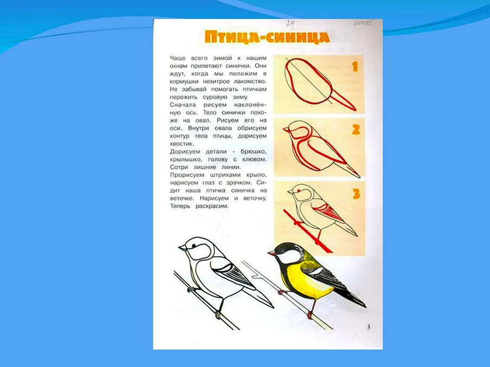 Презентация рисование птиц
