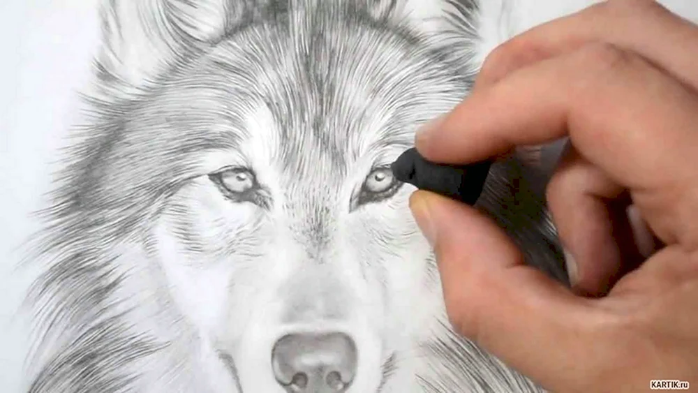 Профессионально нарисованный волк