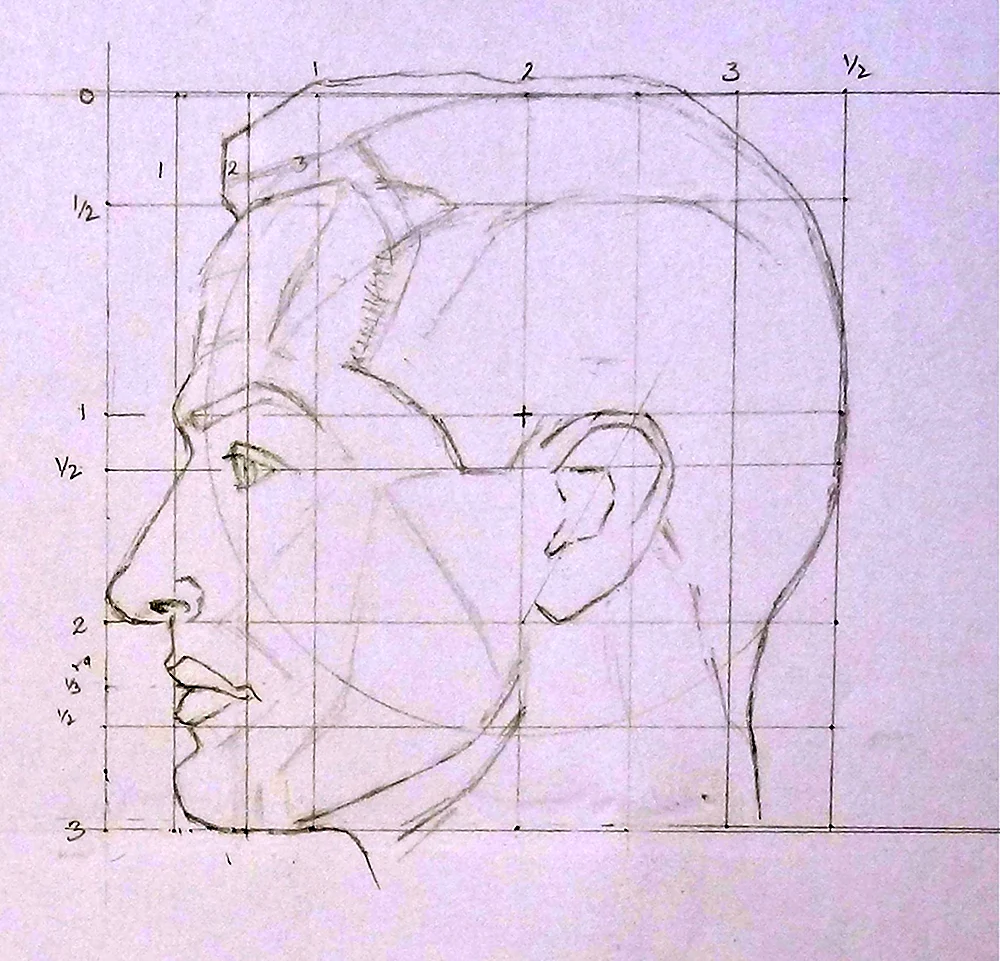 Пропорции головы человека в профиль