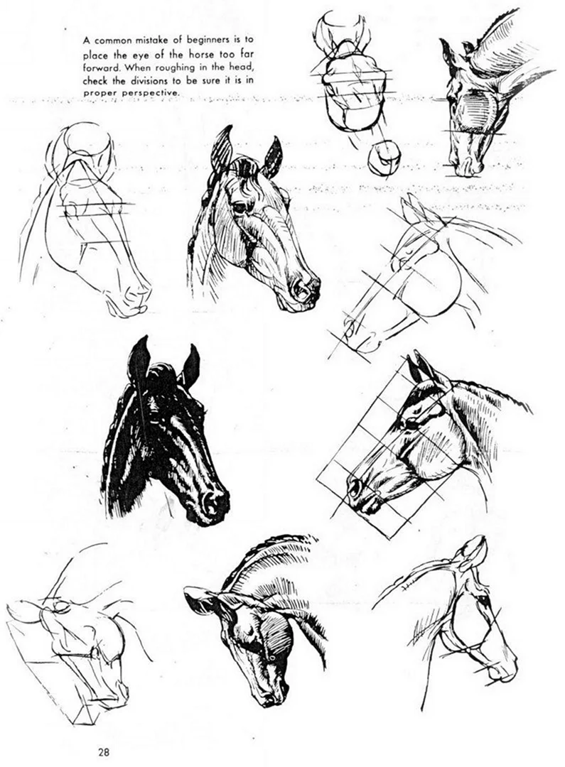 Пропорции головы лошади спереди