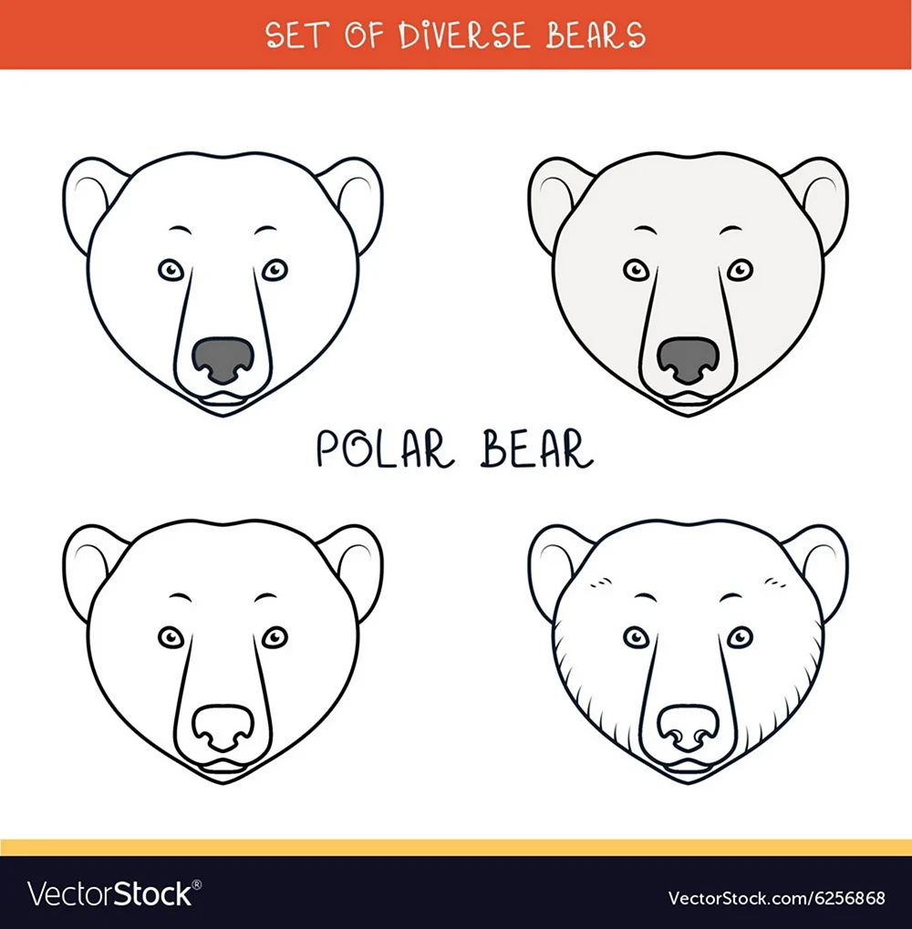 Пропорции медведя морда
