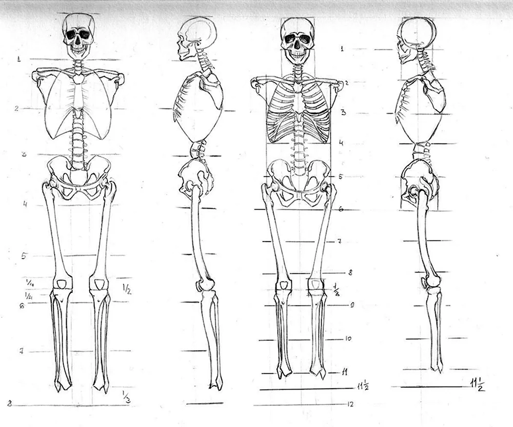 Пропорции тела скелет