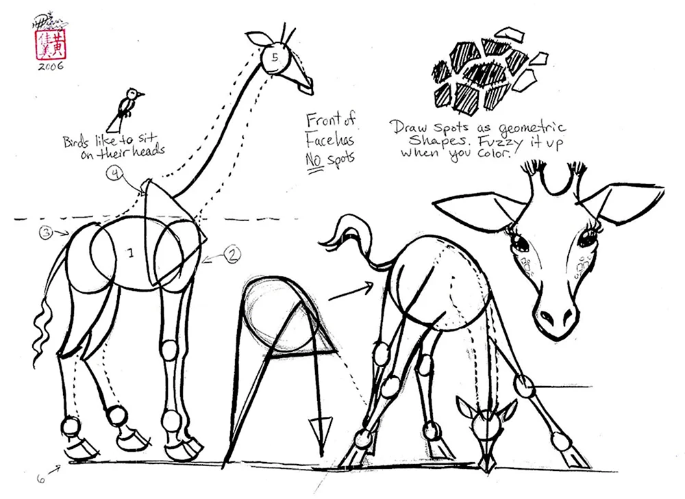 Пропорции жирафа