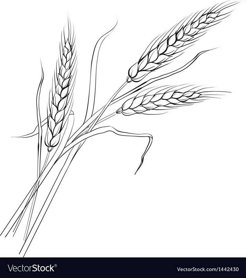 Пшеница раскраска