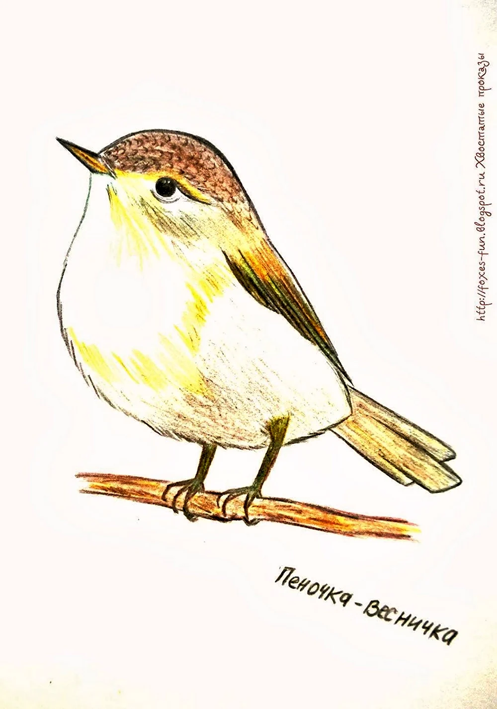 Птичка певчая рисунок