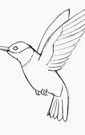 Птица Колибри для срисовки