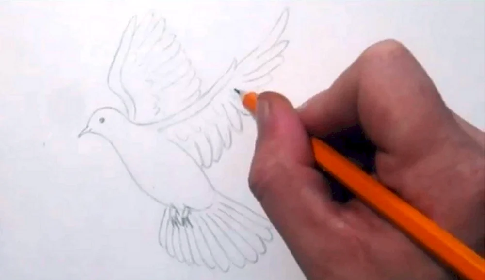 Птица рисунок легкий