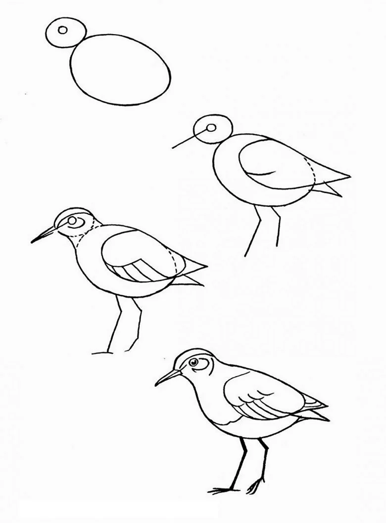 Птицы карандашом для срисовки