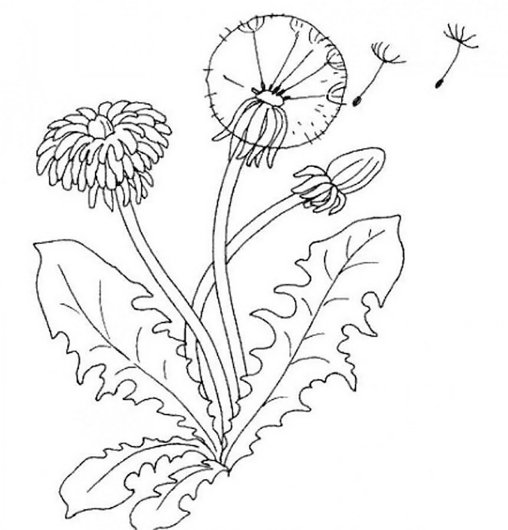 Раннецветущие растения одуванчик