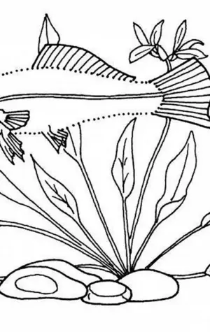 Раскраска аквариумные рыбки меченосец