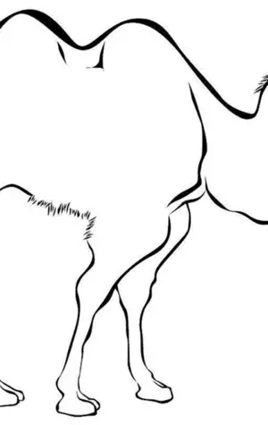 Раскраска двугорбый верблюд