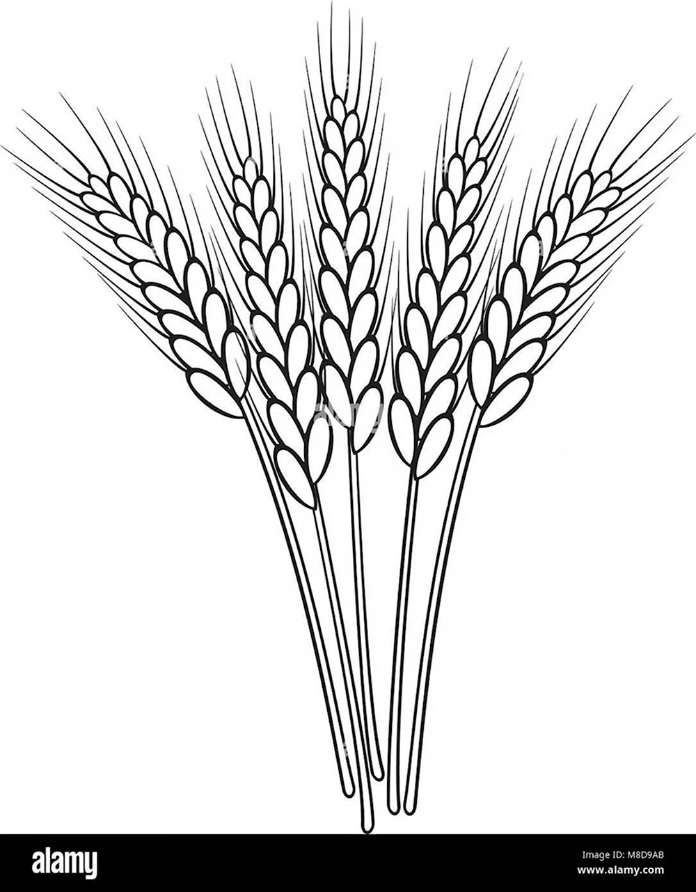 Раскраска колосок пшеницы для детей