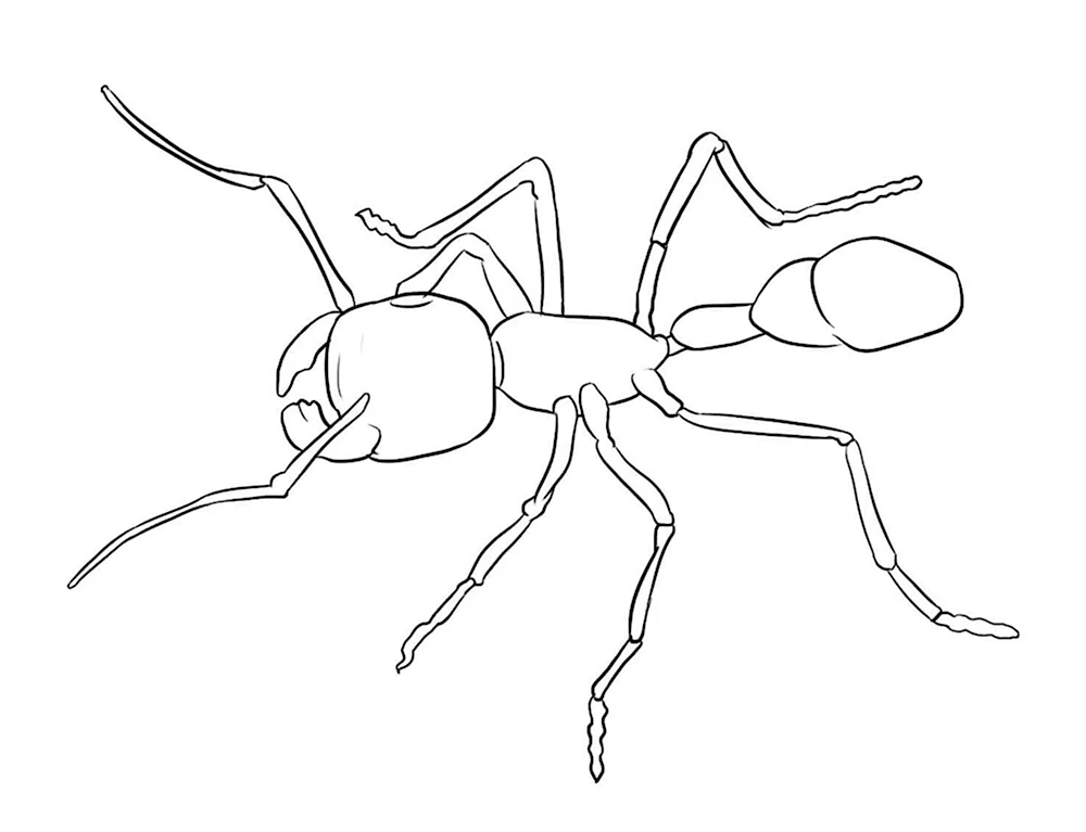 Раскраска муравей и насекомых Майер