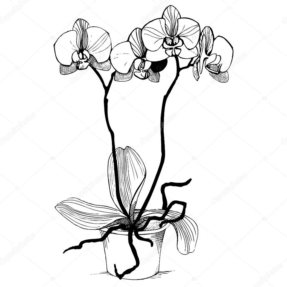 Раскраска Орхидея в горшке