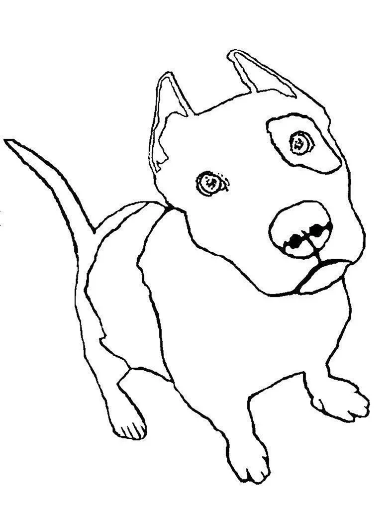 Раскраска собака питбуль
