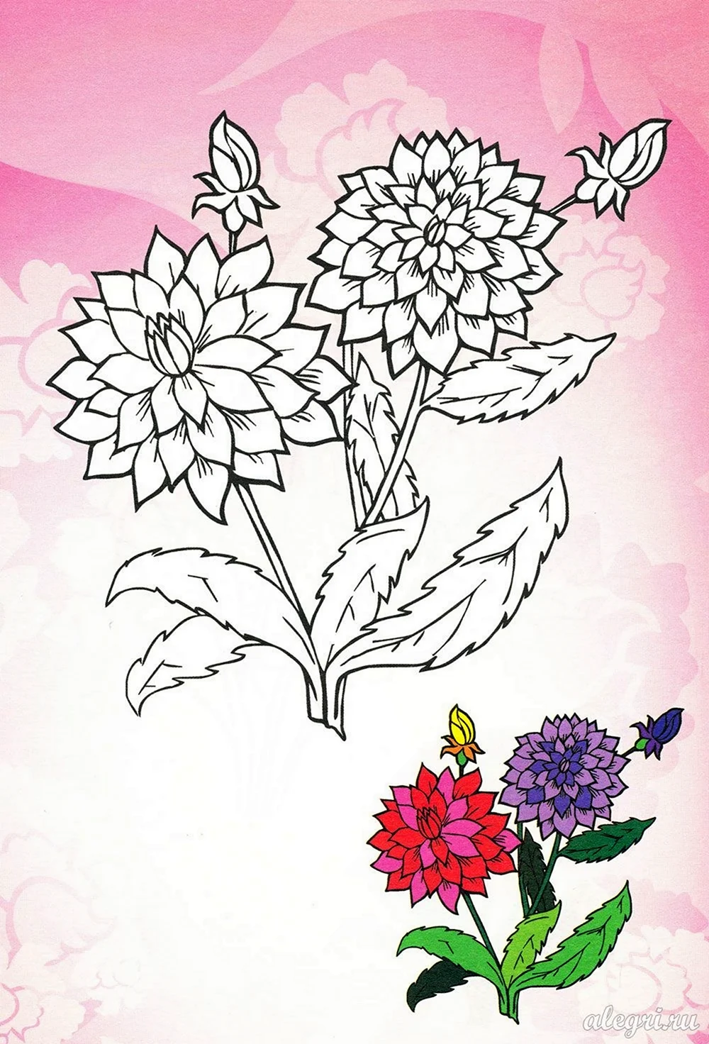 Раскраска цветы георгины