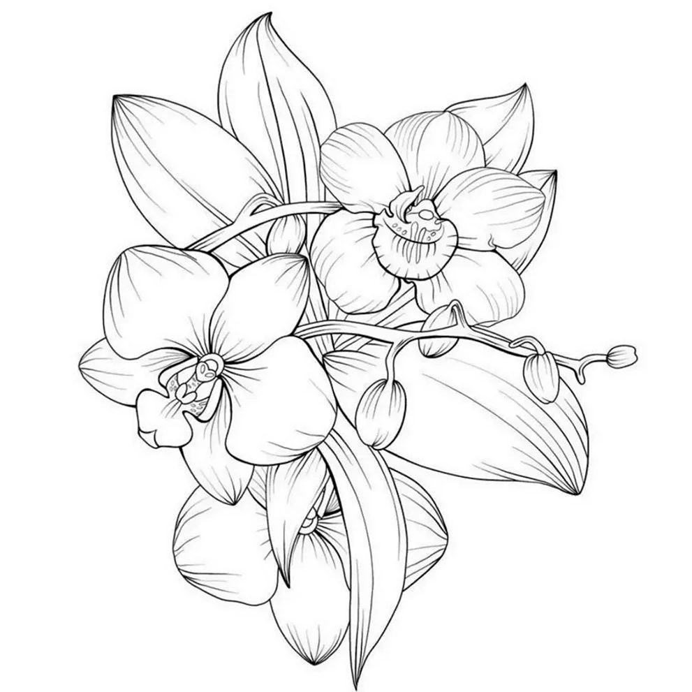 Раскраска цветы орхидеи