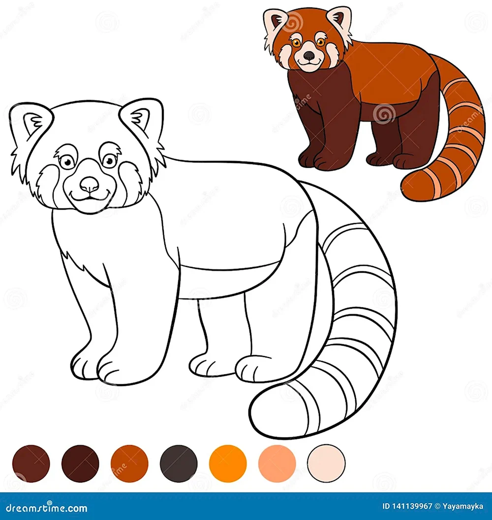 Раскраски животные красная Панда