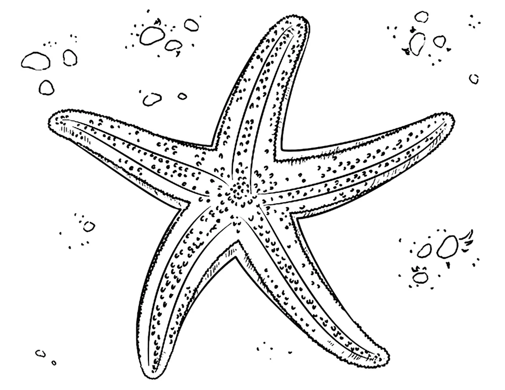 Разукрашки для детей морская звезда