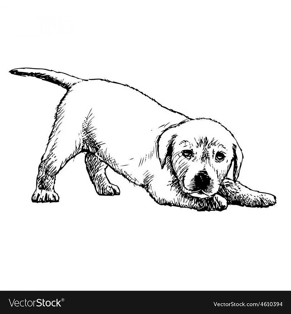 Разукрашки собака лабрадор