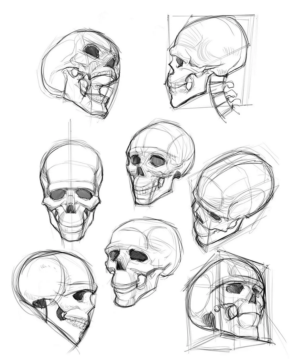 Референс черепа человека построение для художника
