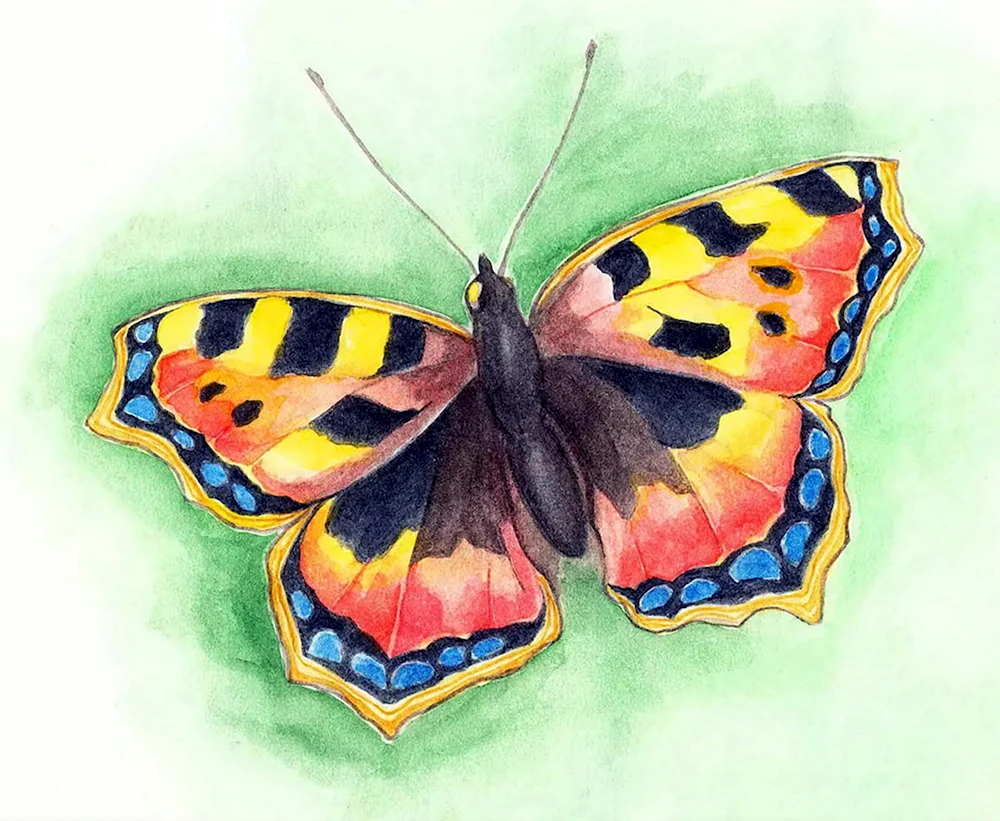 Рисование бабочки