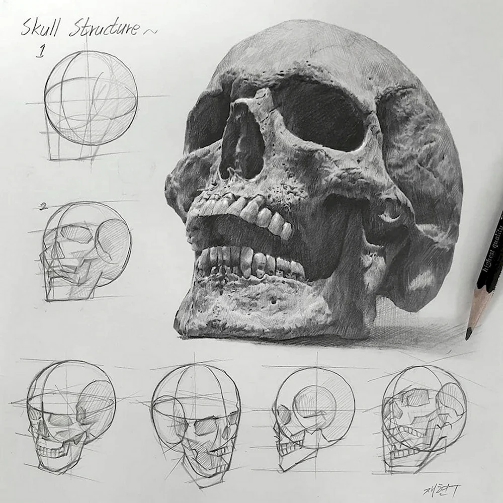 Рисование черепа Николай ли