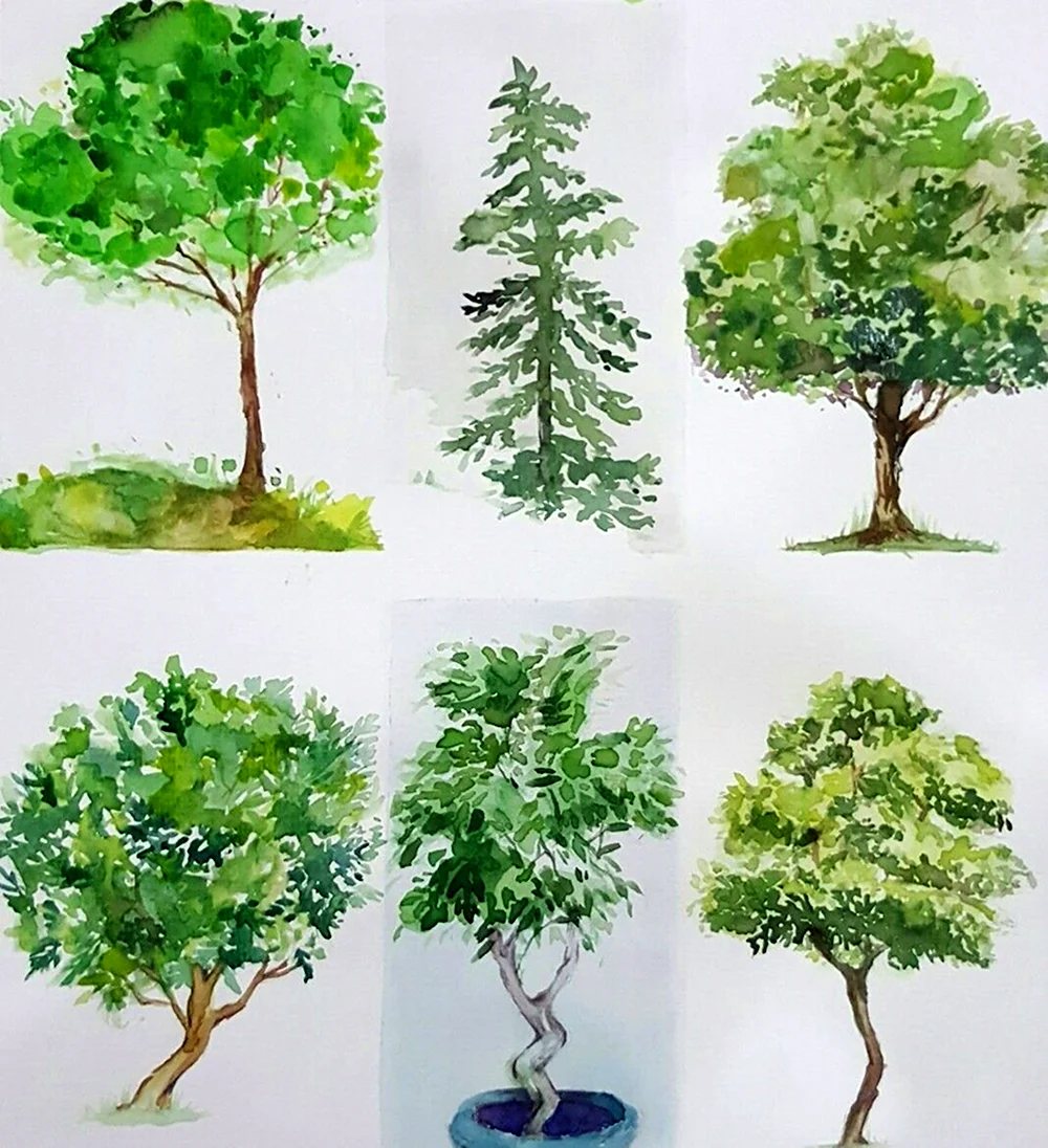Рисование деревьев и кустарников