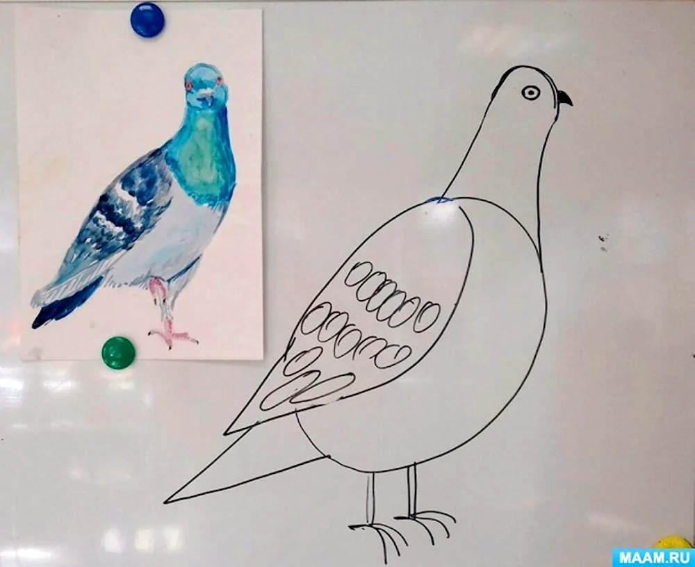 Рисование голубя в подготовительной группе