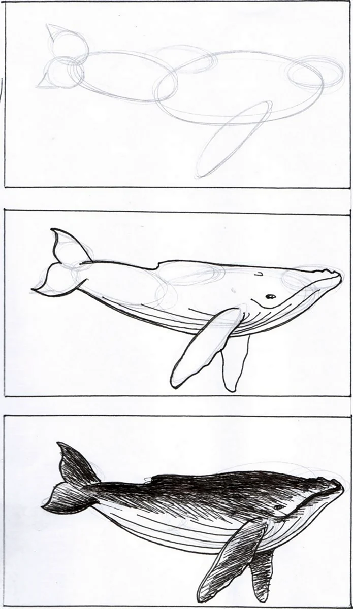 Рисование кита пошагово