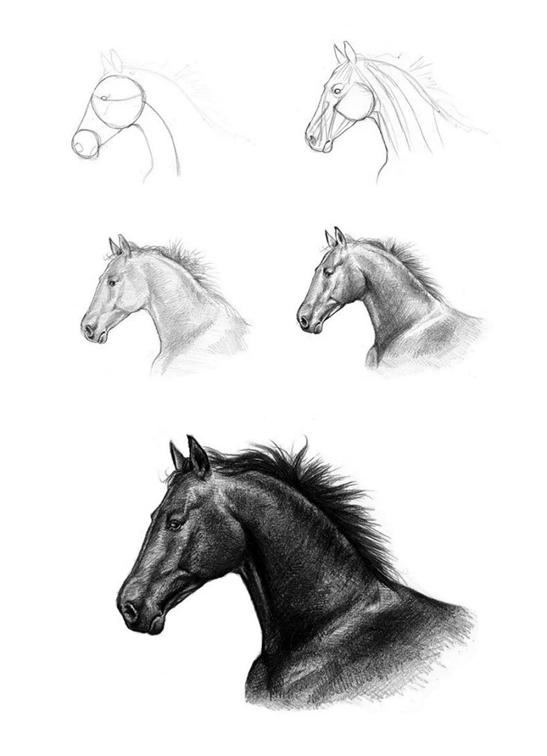 Рисование лошади